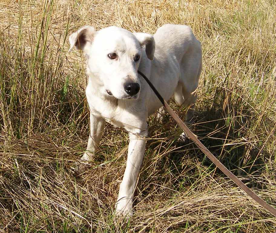 Hund eingefangen