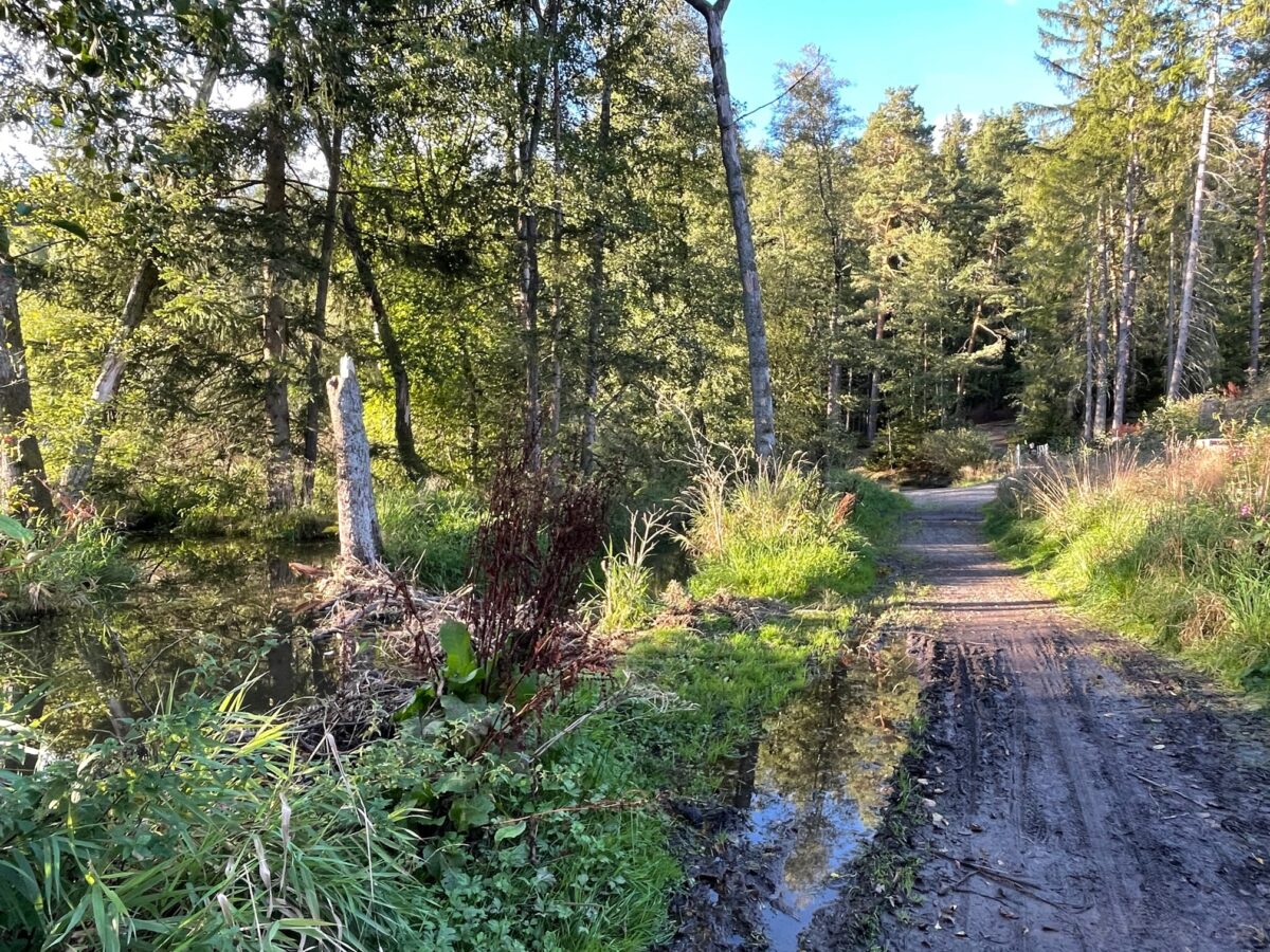 Biberbau an der Schweinenaab in Weiden-West (am Weg zwischen VfB-Sportheim und Tierheim). Aus der Schweinenaab zweigt in diesem Bereich der Rehmühlbach ab. Im Foto: Christine Ascherl