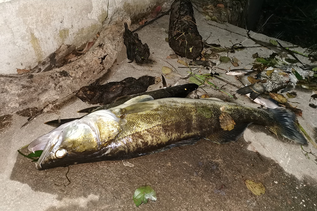 Gerade die sehr großen verendeten Fische waren ein trauriger Anblick. Foto: OberpfalzECHO/David Trott