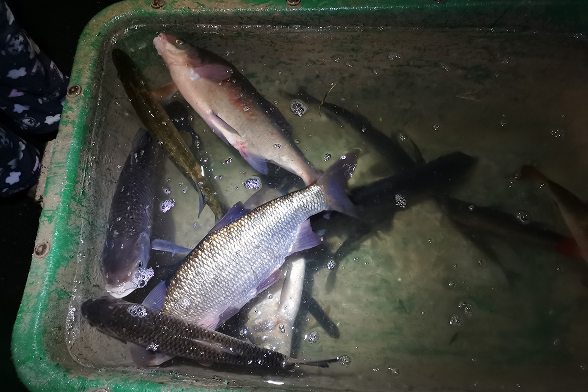 Die stark angeschlagenen Fische wurde aus dem Wasser gerettet und in einem Behälter zu Regenwassertonnen getragen. Foto: OberpfalzECHO/David Trott